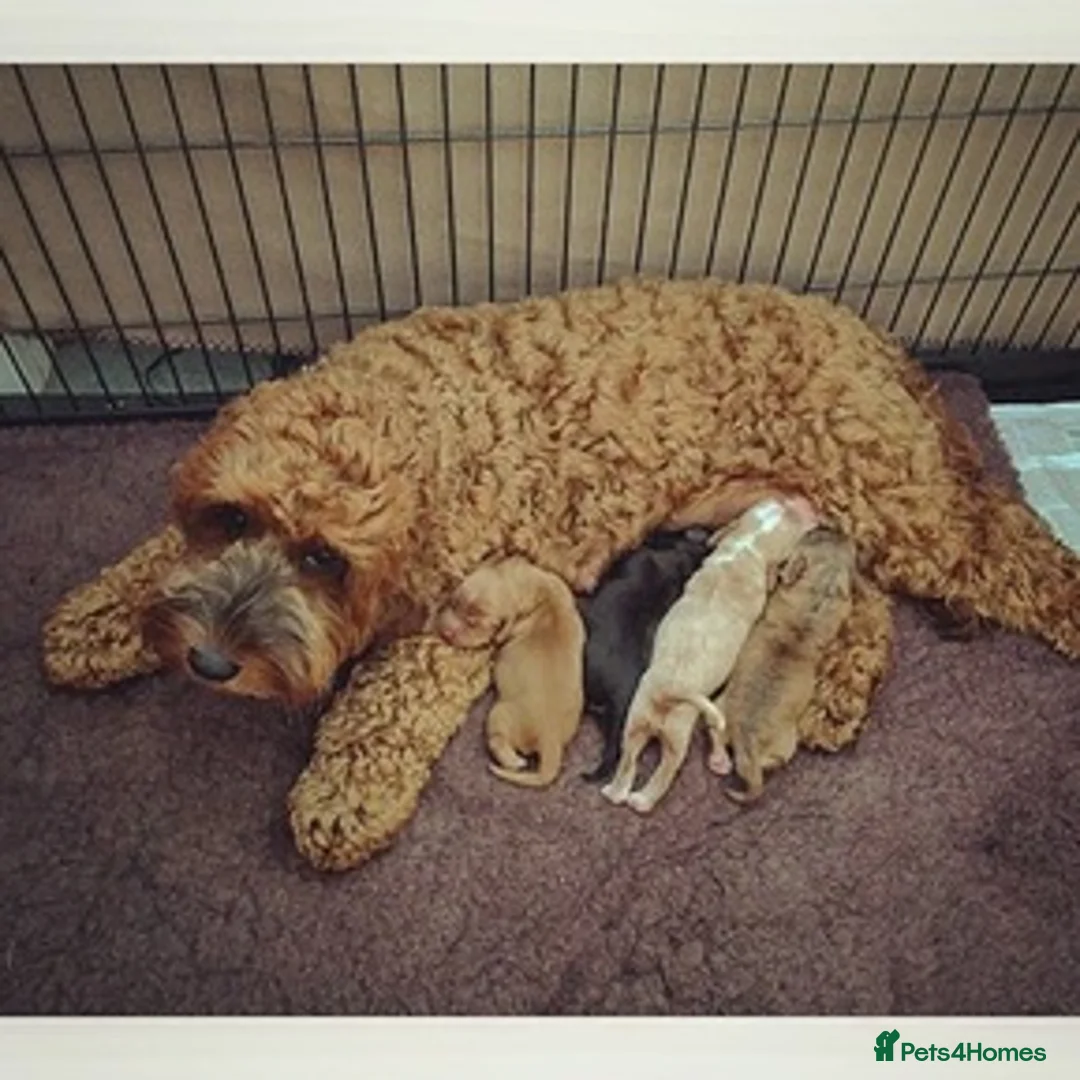 Cockapoo dogs for sale: Male cockapoo pup for sale - Advert 6
