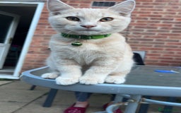 British Longhair cats for sale: X2 7 month old male kittens - Advert 7