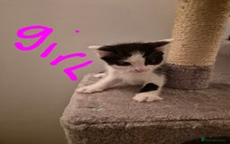 Mixed Breed cats for sale: Ragdoll x £300 Tabby and ginger £150 black & white - Image 5
