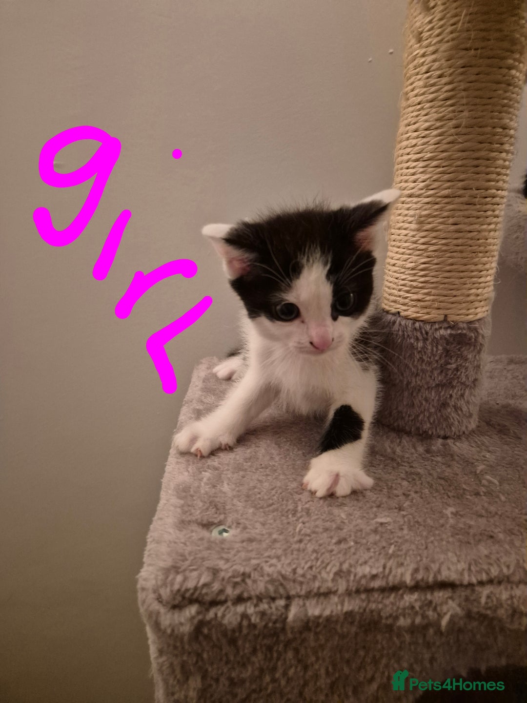 Mixed Breed cats for sale: Ragdoll x £300 Tabby and ginger £150 black & white - Image 5