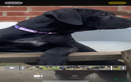Cane Corso dogs for sale: Big Pure Cane Corso Puppies Ready Now!  - Image 19
