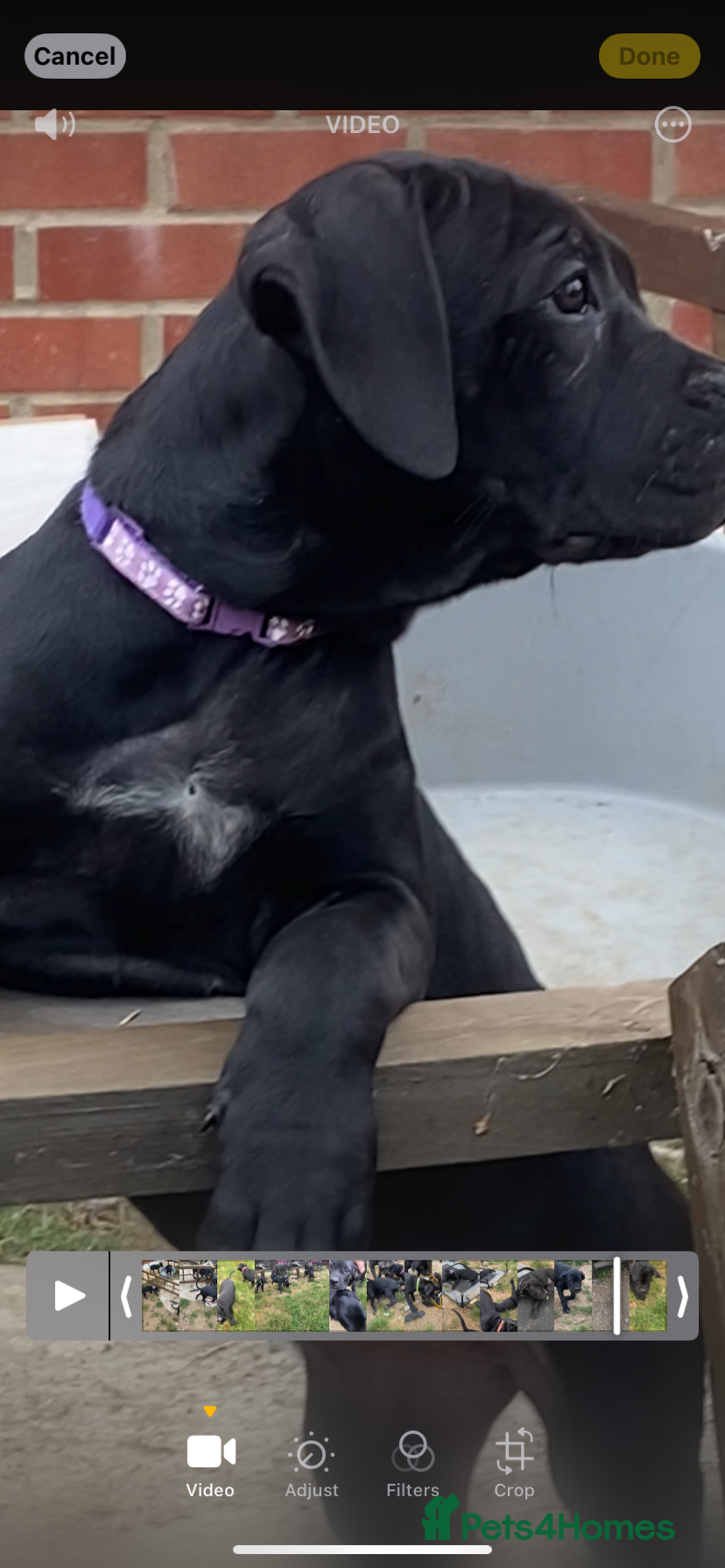 Cane Corso dogs for sale: Big Pure Cane Corso Puppies Ready Now!  - Image 19