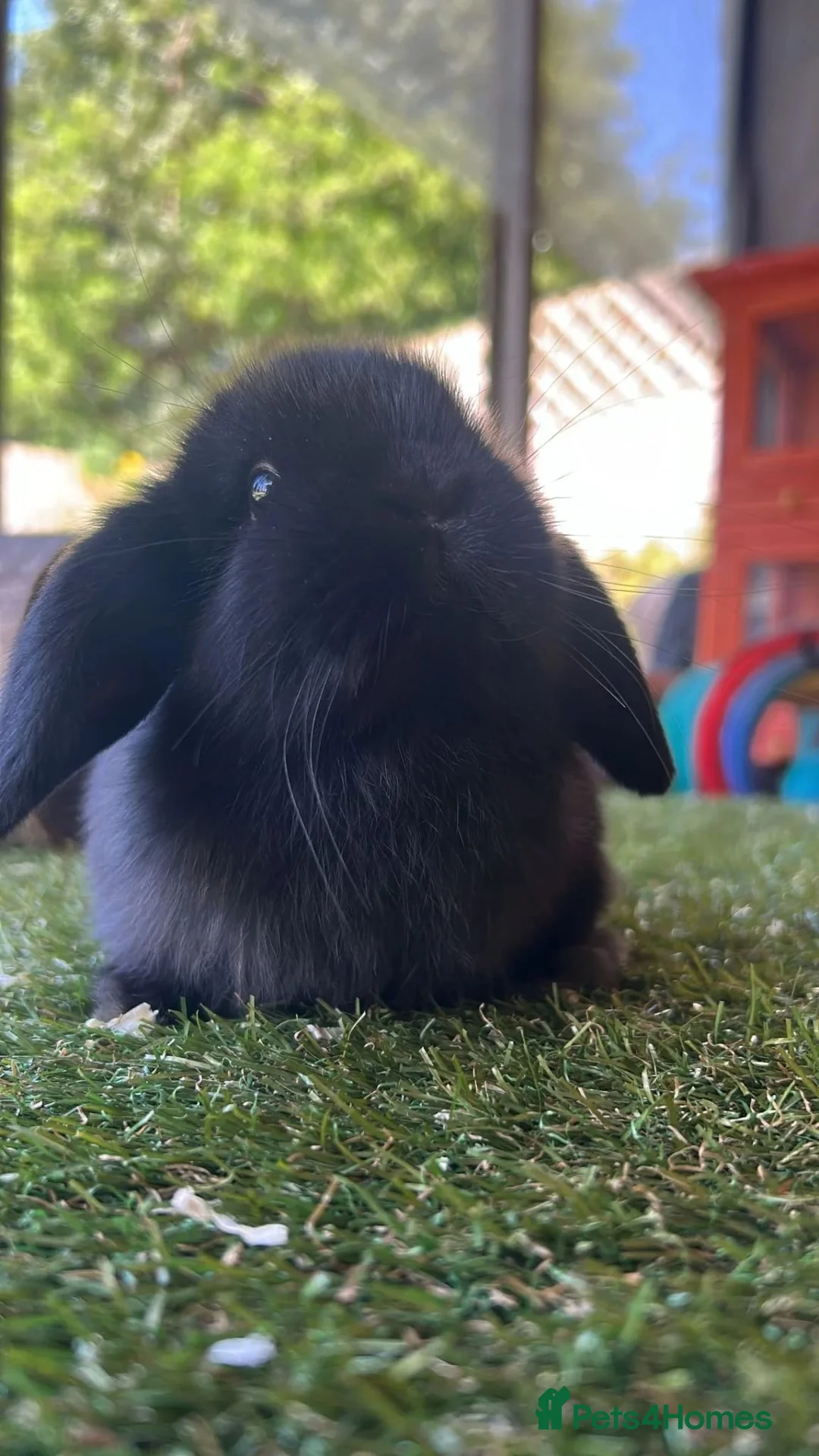 Dwarf Lop rabbits for sale: Female bunny for sale for loving home  in Liverpool - Advert 1