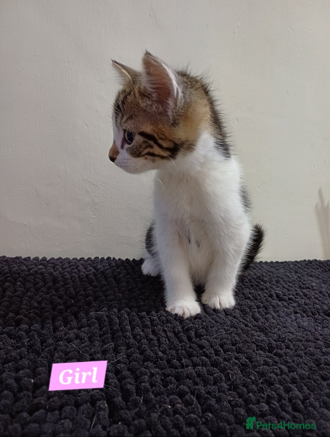 Mixed Breed cats for sale: Ready Tabby & White kitties - Advert 8