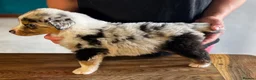 Australian Shepherd dogs for sale: Fully health tested KC registered showline Aussies - Advert 1