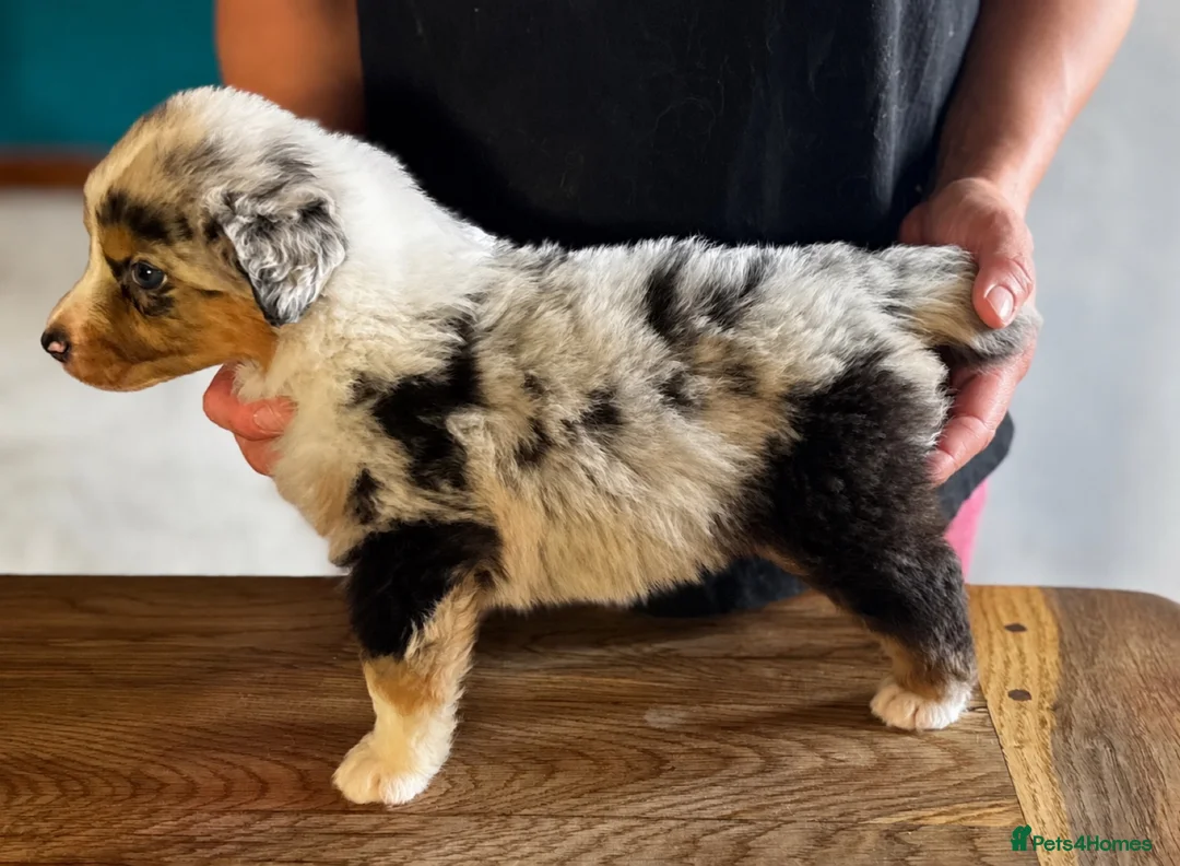 Australian Shepherd dogs for sale: Fully health tested KC registered showline Aussies - Advert 1