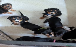 Mixed Breed dogs for sale: 1 boy and 3 girls bocker beagle cross spaniel  - Image 5