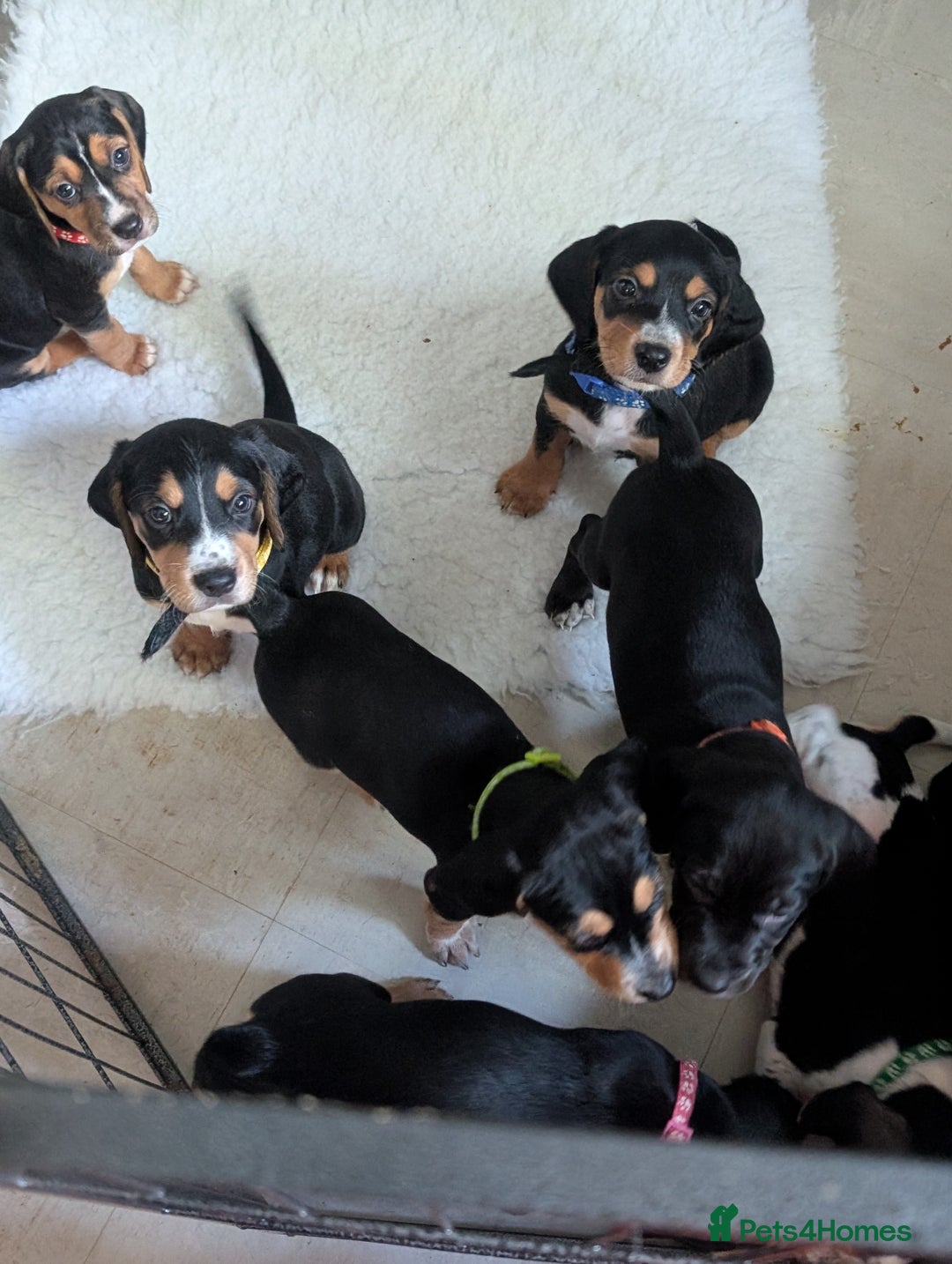 Mixed Breed dogs for sale: 1 boy and 3 girls bocker beagle cross spaniel  - Image 5