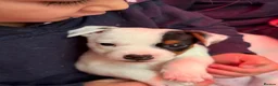 Parson Russell dogs for sale: Parson Russell pups for sale  - Advert 6