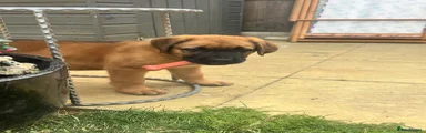 Hera 