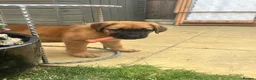 Mixed Breed dogs for sale: Douge De Bordeaux X German Shepard's - Advert 14