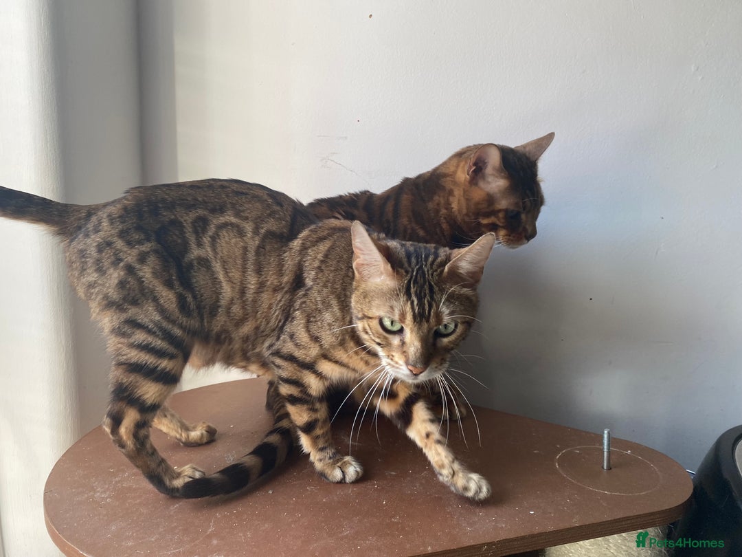 Bengal cats for sale: 3 Adult bengals for sale - Image 2