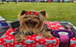Yorkshire Terrier dogs for sale: Last female Yorkshire Terrier puppy left - Image 23
