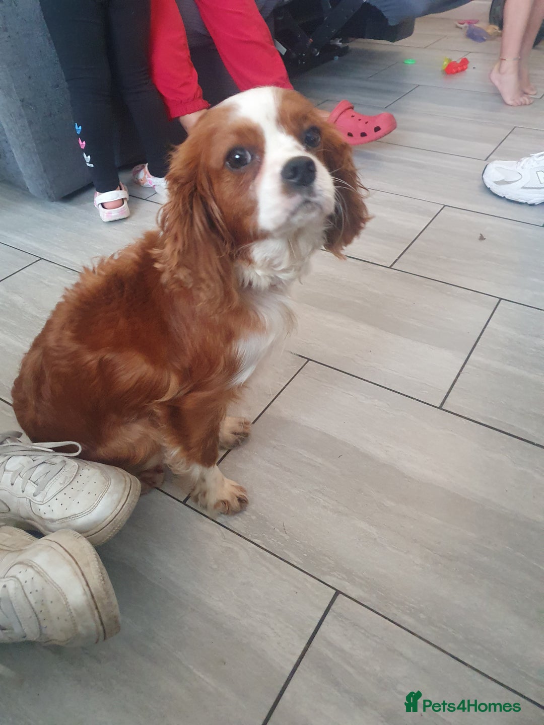 Cavalier King Charles Spaniel dogs for sale: Cavalier King Charles male 2 years old  - Advert 6