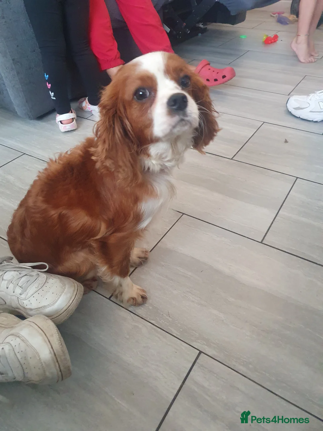 Cavalier King Charles Spaniel dogs for sale: Cavalier King Charles male 2 years old  - Advert 6