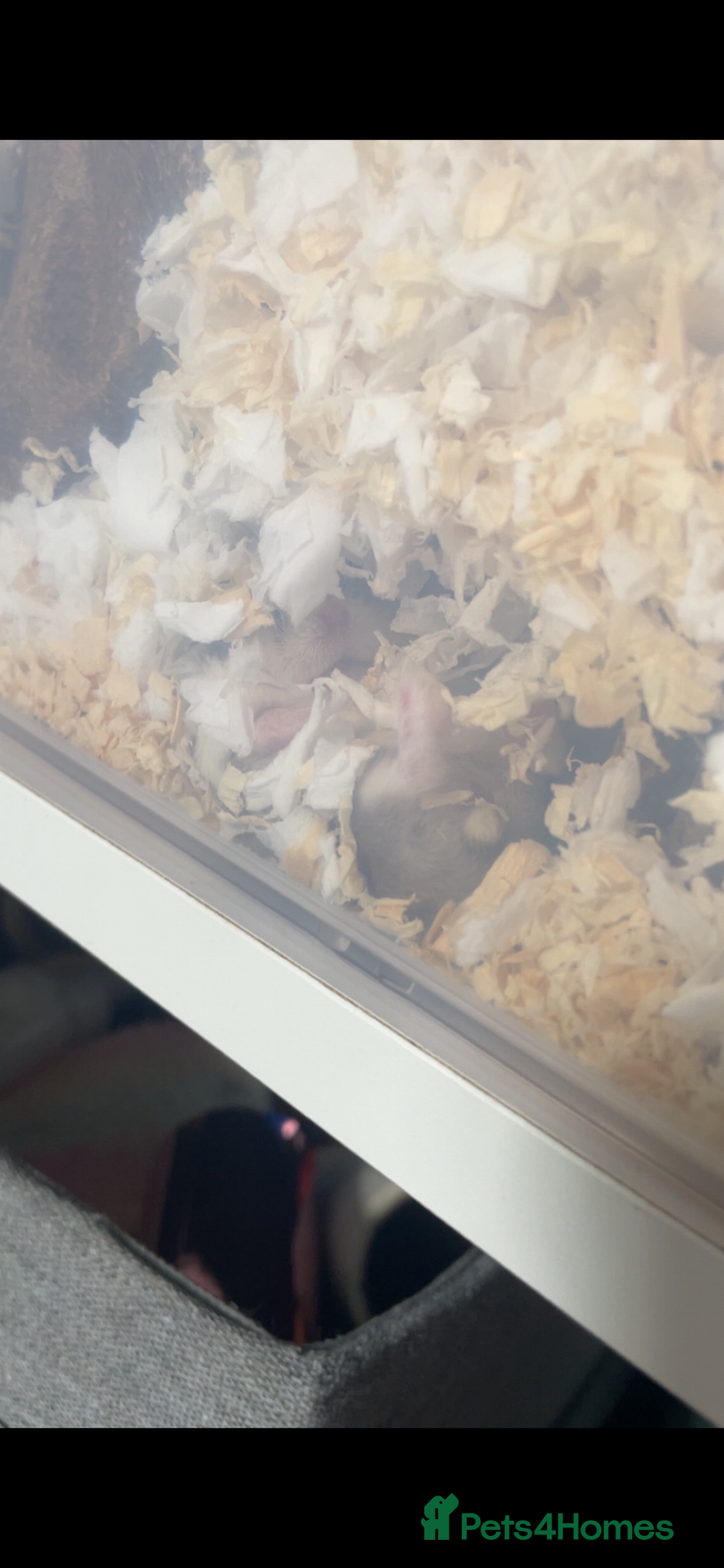 Hamster rodents for sale: Hamster  - Image 3