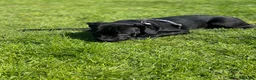Mixed Breed dogs for sale: Panther in Leominster - Advert 6