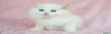 Ragdoll Kitten 2