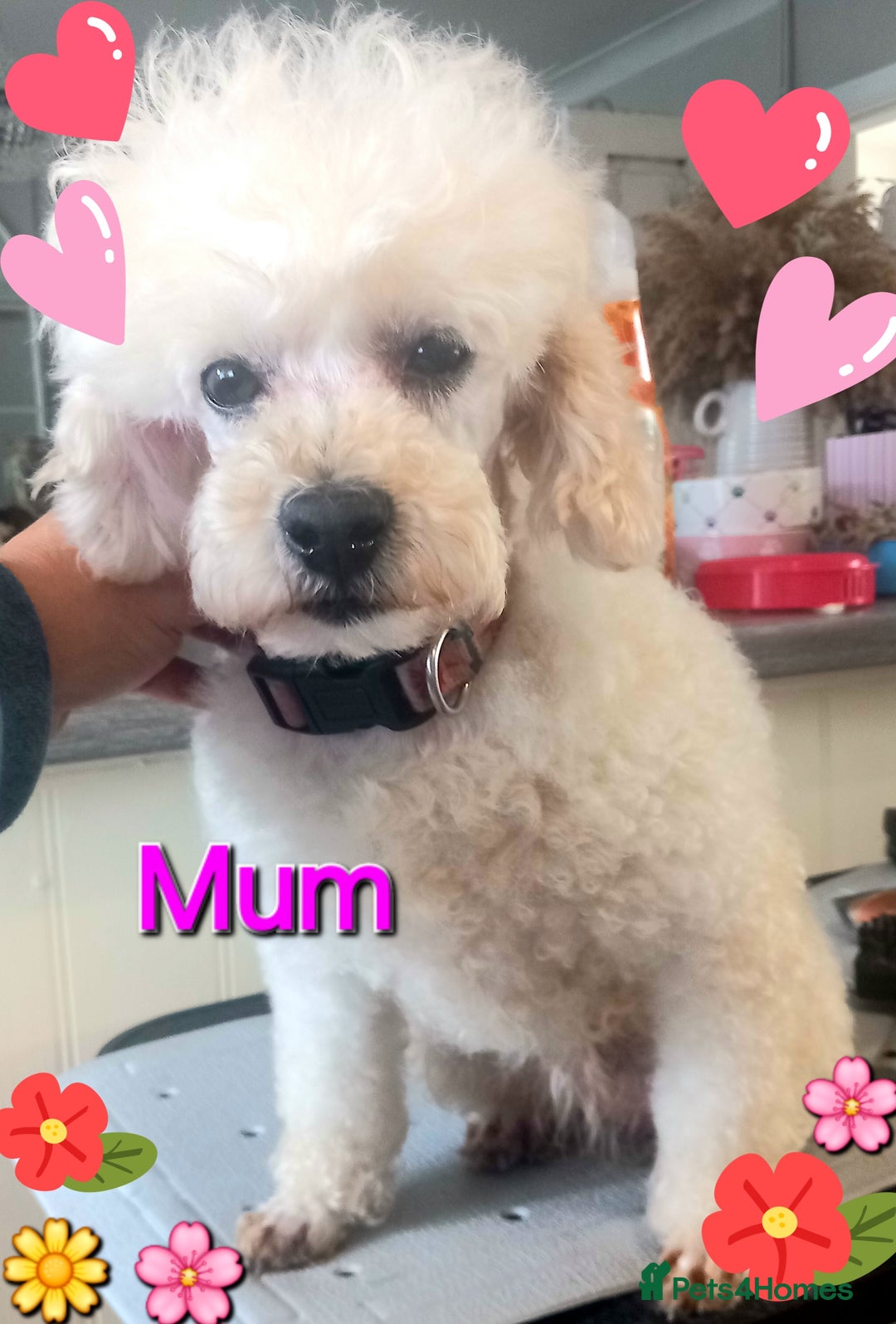 Toy Poodle dogs for sale: *REDUCED*1 WHITE BOY, 1 BLACK GIRL TOY POODLES in Colwyn Bay - Image 5