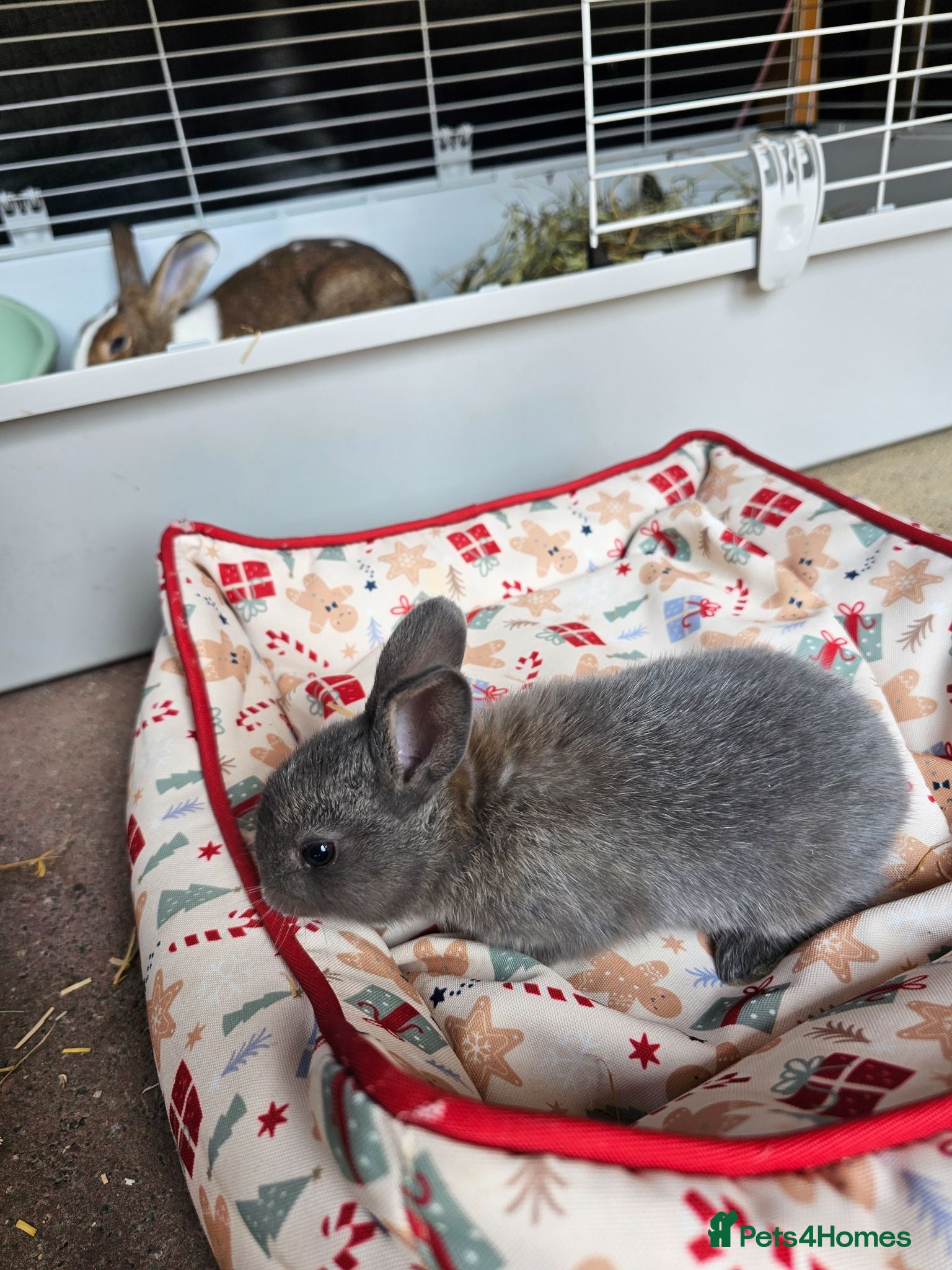 Netherland Dwarf rabbits Baby bunny - Advert 1