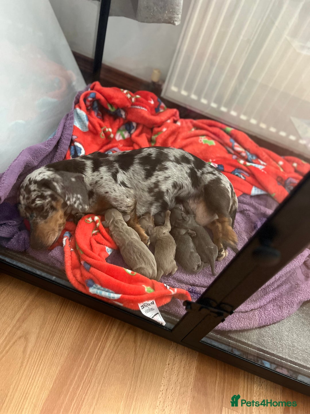 Dachshund dogs for sale: 4 Beautiful miniture dachshunds  - Image 15