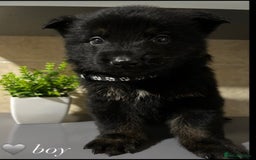 German Shepherd dogs for sale: Playful German Sheperds Puppies for sale!!! - Image 3