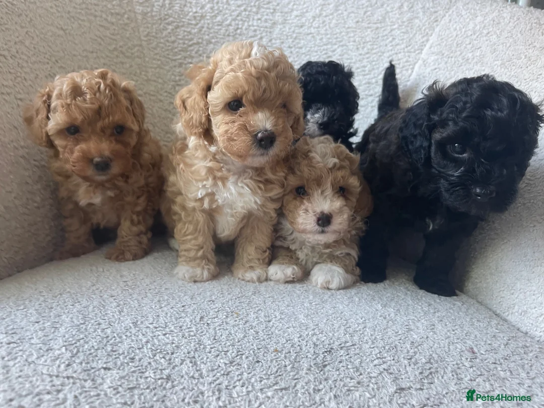 Maltipoo dogs for sale: F1b Maltipoo puppies for sale  in Christchurch - Advert 1
