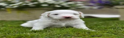 Australian Labradoodle dogs for sale: Australian Labradoodle Puppies - Advert 10
