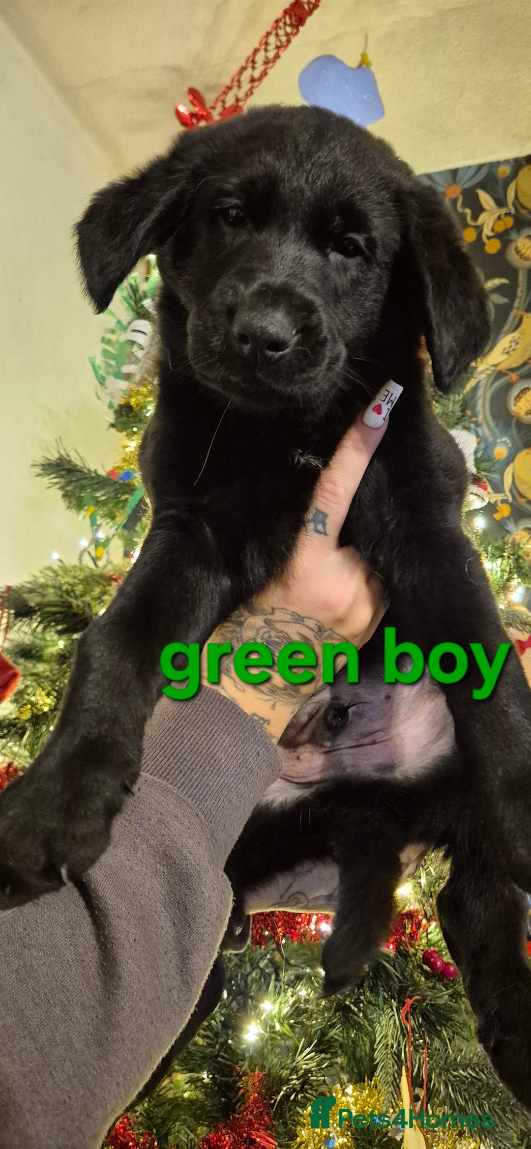 Mixed Breed dogs for sale: Beautiful sheprador puppies  - Advert 16