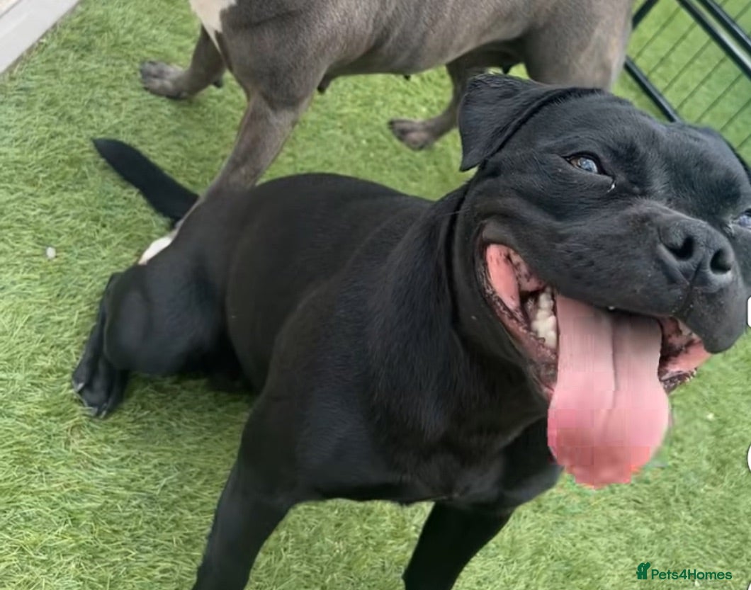 Staffordshire Bull Terrier dogs Kc staffy girl (age3) needs rehoming-no fault - Advert 9