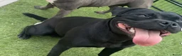 Staffordshire Bull Terrier dogs for sale: Kc staffy girl needs rehoming  - Advert 3