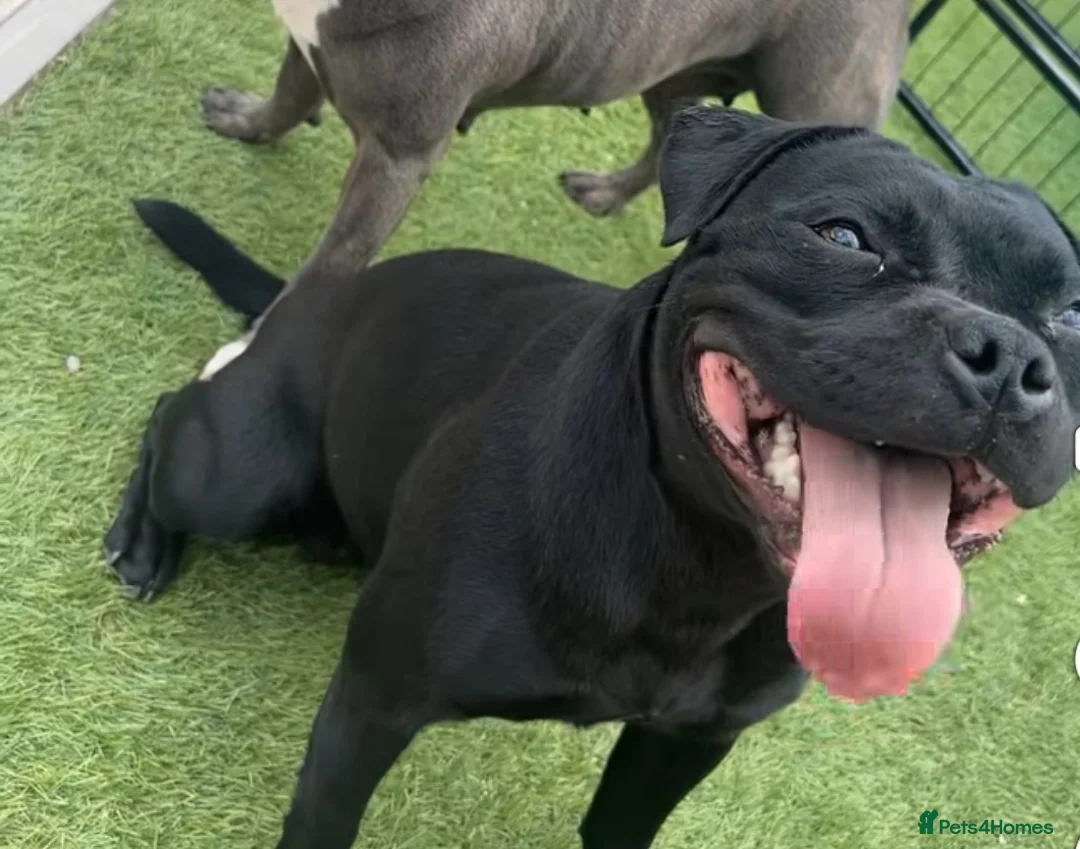Staffordshire Bull Terrier dogs for sale: Kc staffy girl needs rehoming  - Advert 3