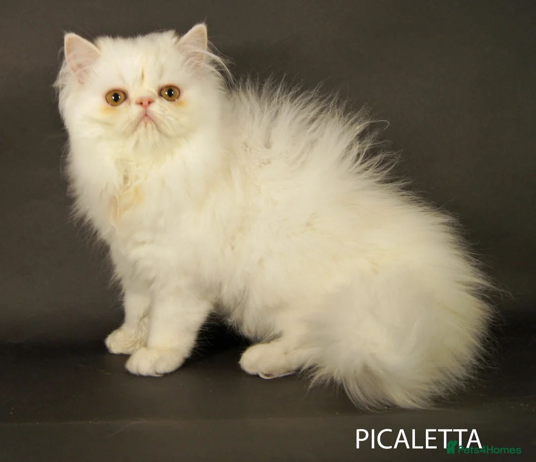 Persian cats for sale: GCCF Registered Adult Persian – Neutered, Show Q - Advert 6