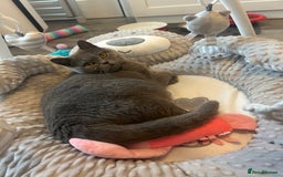 British Shorthair cats for sale: Retired British Queens - Image 2