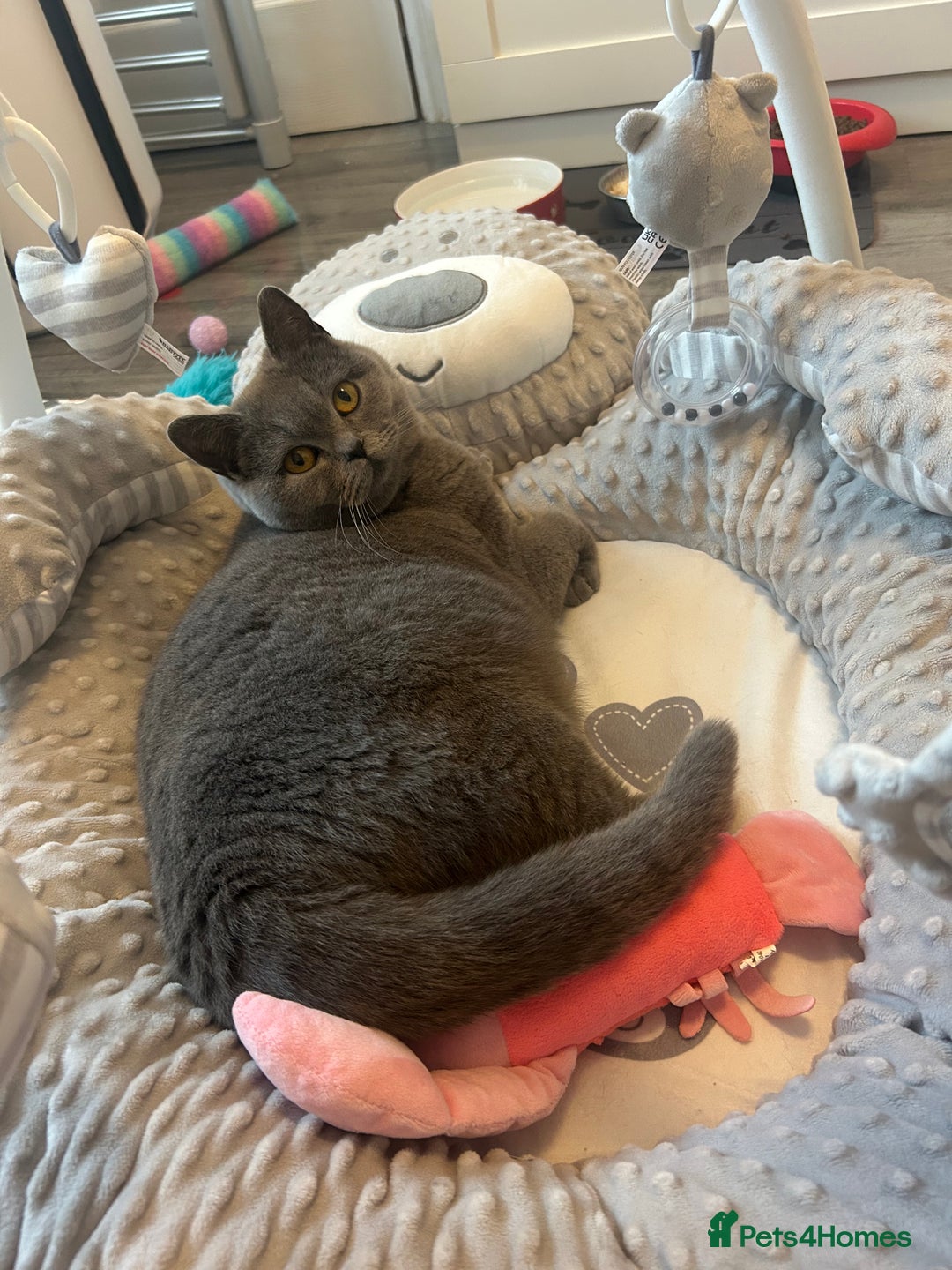 British Shorthair cats for sale: Retired British Queens - Image 2