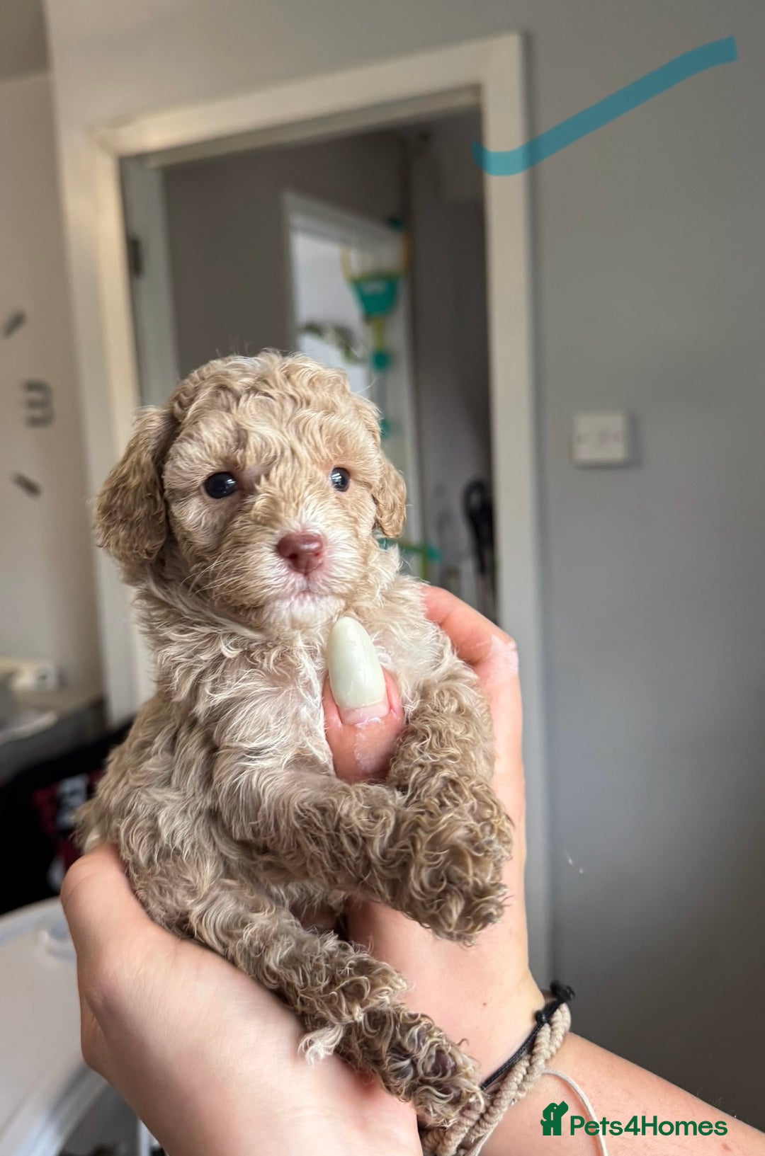 Sproodle dogs for sale: Gorgeous Sproodle Puppies - Image 9
