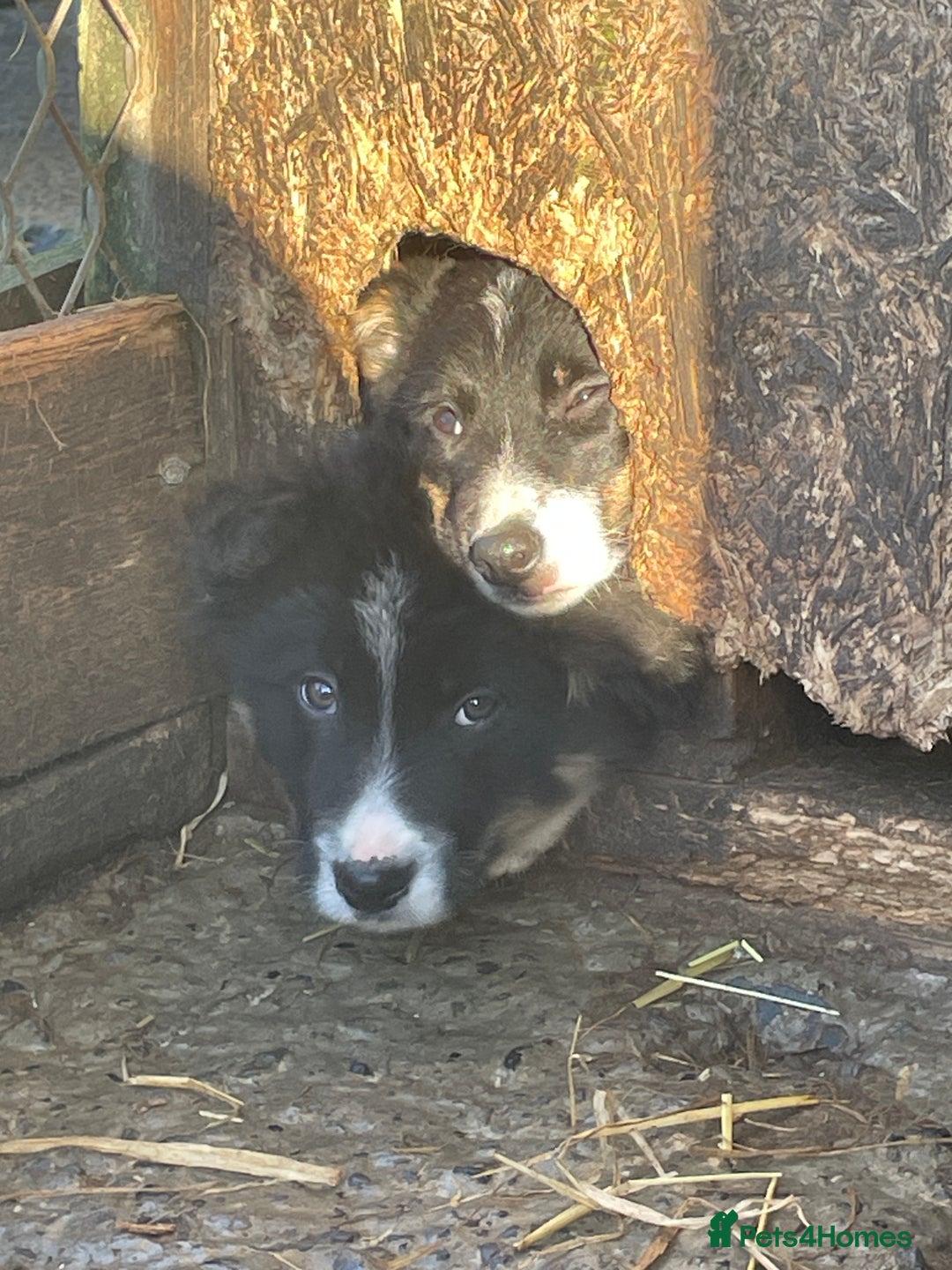 Border Collie dogs for sale: 3 Beautiful Sheepdog Puppies - Advert 6