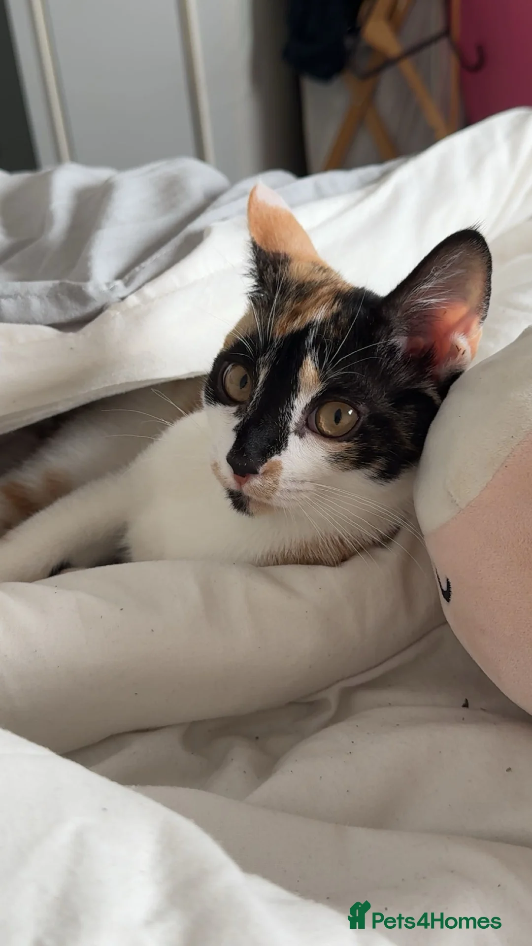Mixed Breed cats for sale: CALICO KITTENS in Chesterfield - Advert 2