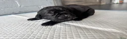 Cane Corso dogs for sale: Beautiful litter of cane corso  in Sheerness - Advert 3