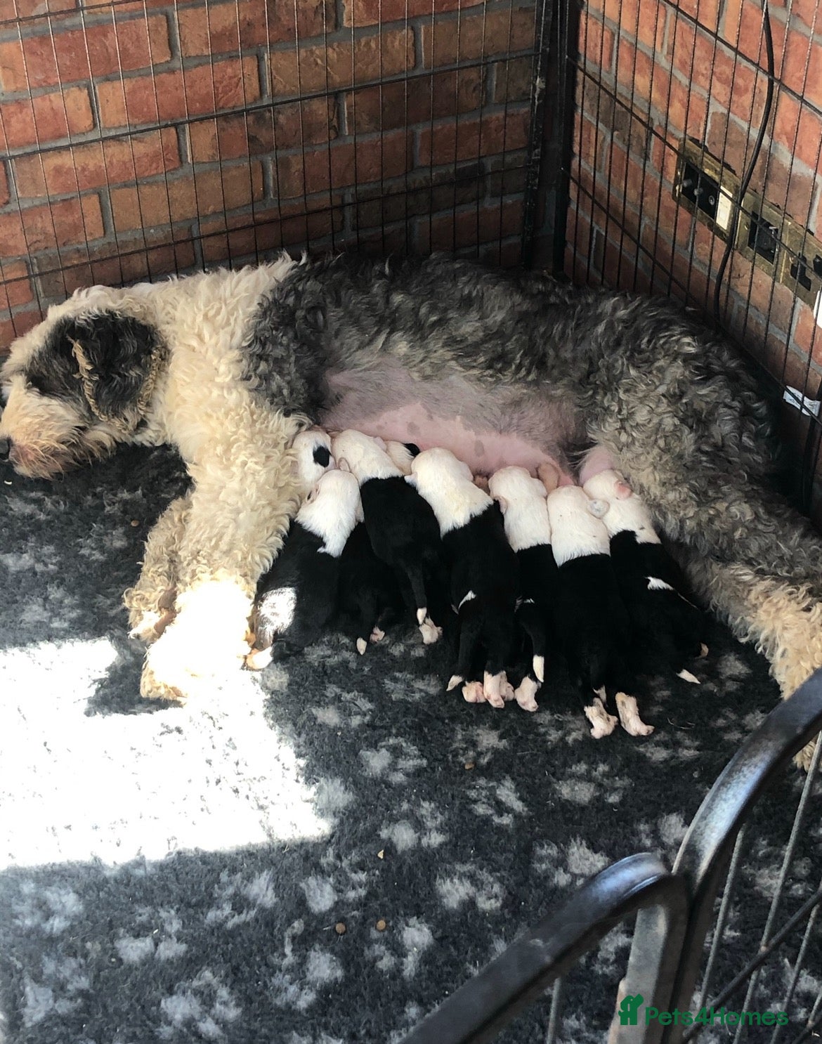 Old English Sheepdog dogs for sale: Old English sheep dog kc - Advert 2