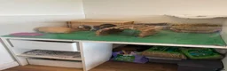 Guinea Pig rodents for sale: 2 Beautiful sisters need loving new home  in Knutsford - Advert 6
