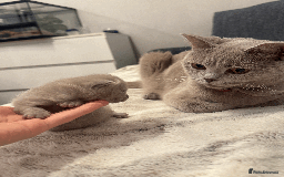 British Shorthair cats for sale: British shorthair kitten - Image 11