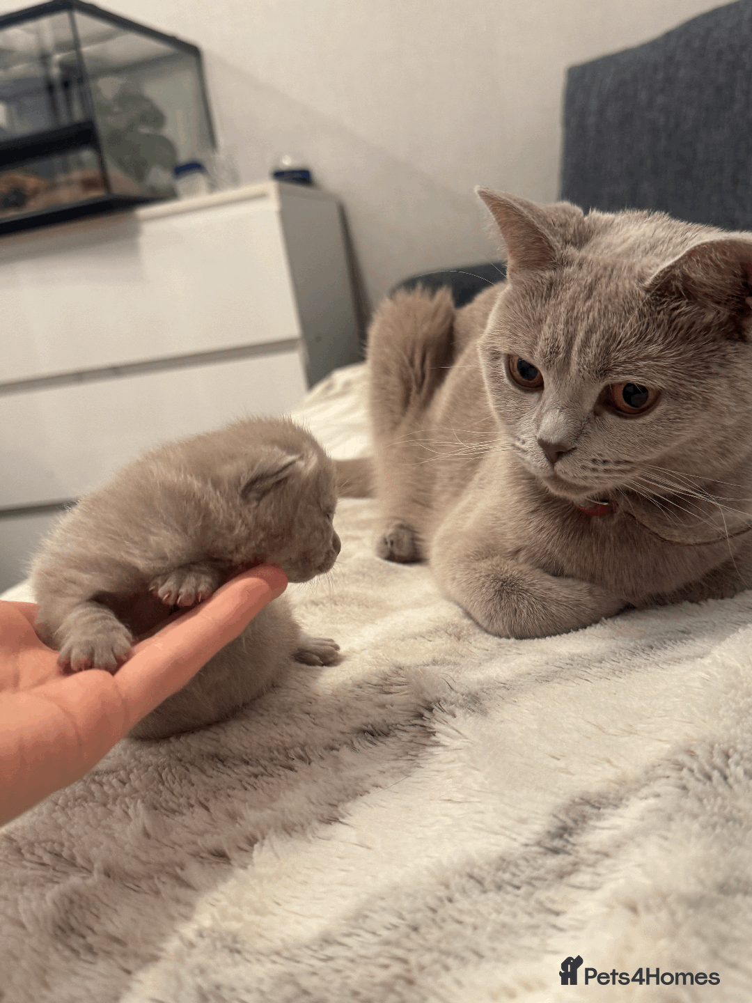 British Shorthair cats for sale: British shorthair kitten - Image 11