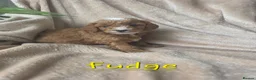 Cockapoo dogs for sale: Beautiful F1B Cockapoos, absolutely amazing  - Advert 3