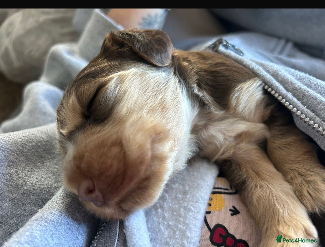 Cocker Spaniel dogs for sale: Quality kc show type cocker spaniels - Advert 7