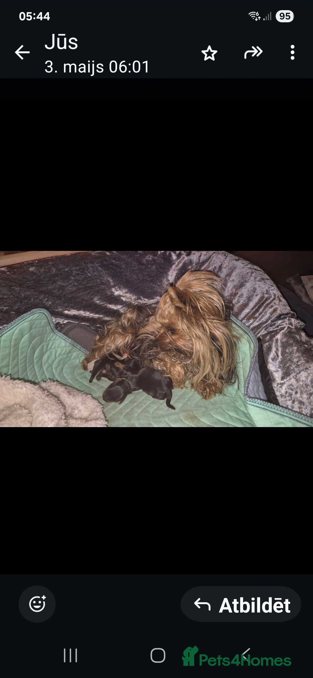 Yorkshire Terrier dogs for sale: Yorkshire Terrier Baby face boys for Sale  😍 - Image 4