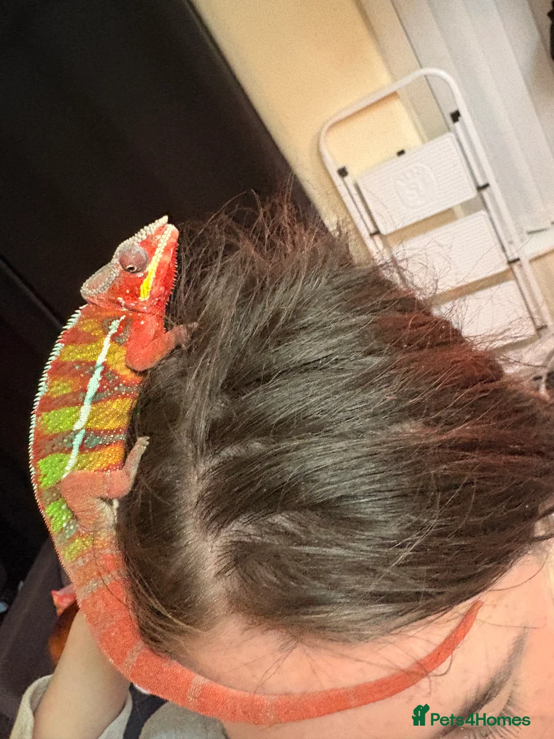 Chameleon reptiles for sale: Panther chameleon  - Advert 2