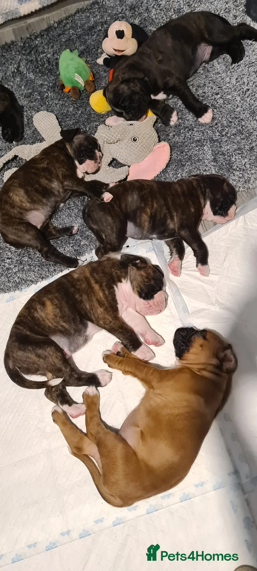 Boxer dogs for stud: New UK. Boxer Champion Bloodlines   - Advert 7