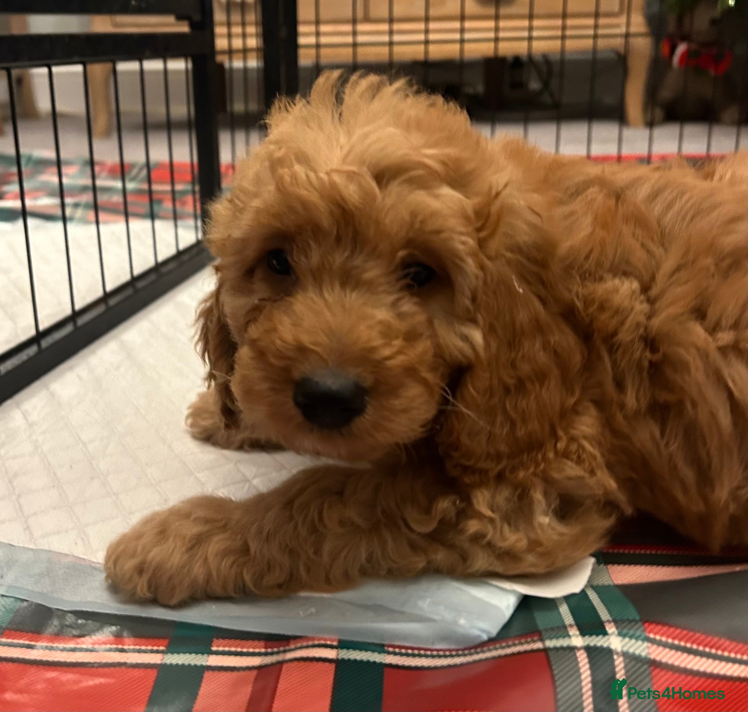 Cockapoo dogs 🐕‍🦺🐶ADORABLE COCKAPOO 🐶 🐕‍🦺 - Advert 18