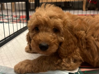 Cockapoo dogs 🐕🦺🐶ADORABLE COCKAPOO 🐶 🐕🦺 - Advert 18